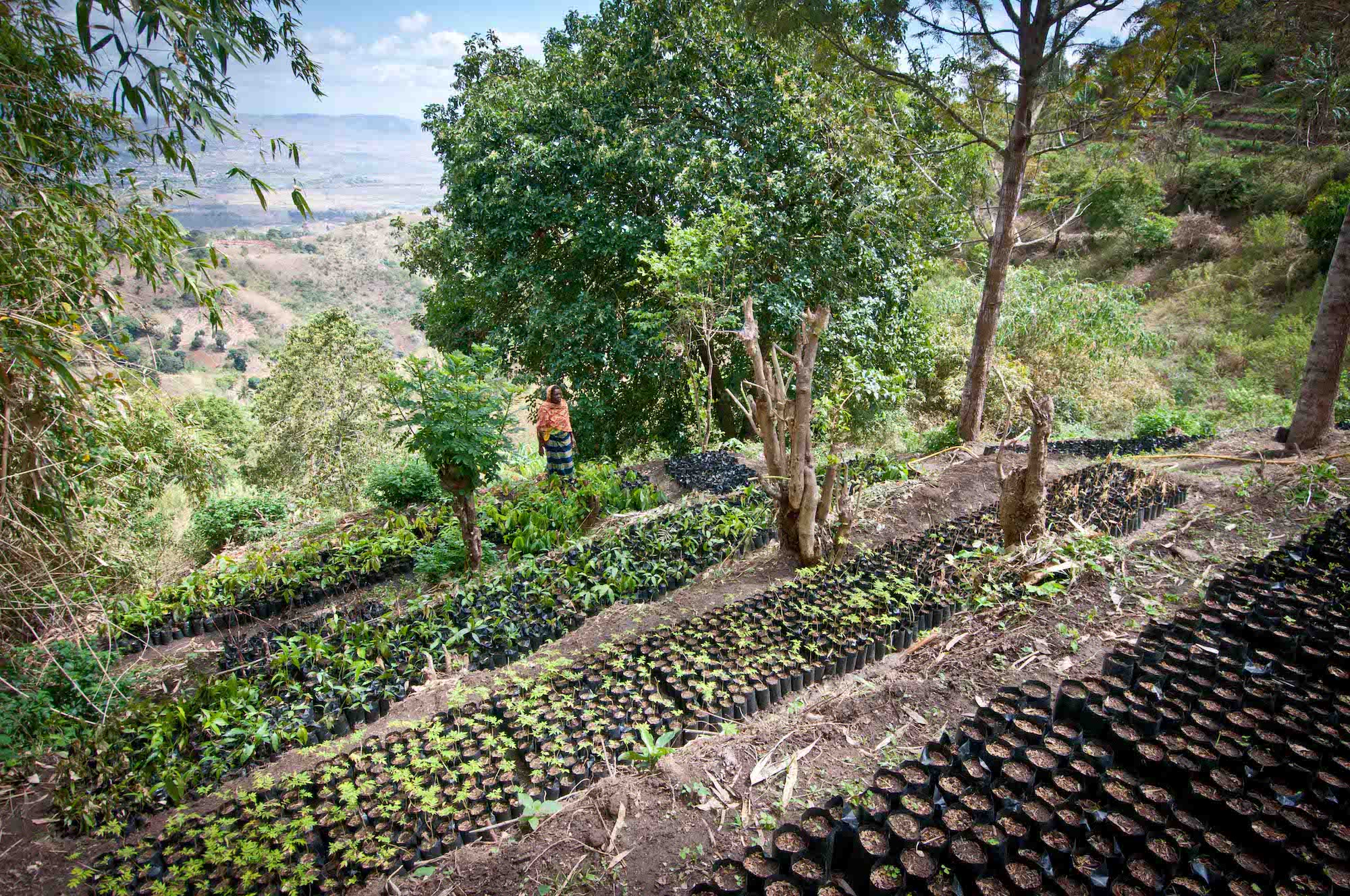 seedlings nursery site herotrees